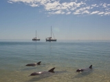 Geraldton Sea life